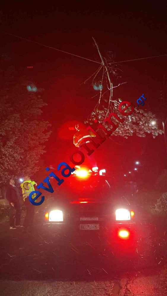 Εύβοια: Πτώση δέντρου σε κεντρικό δρόμο στην Αμάρυνθο