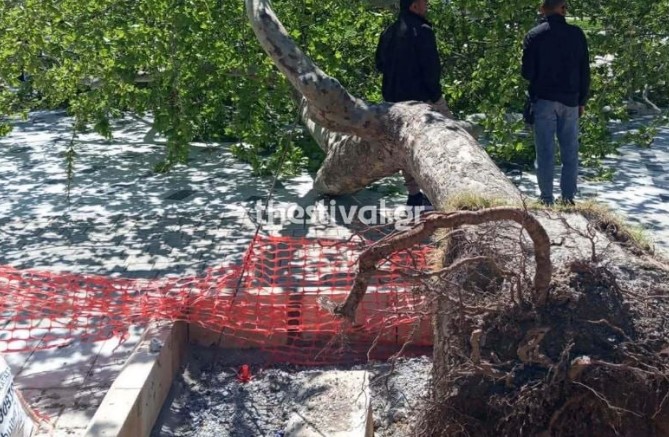 Θεσσαλονίκη: Πτώσεις δέντρων λόγω των ισχυρών ανέμων
