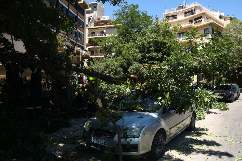 δεντρο παγκρατι