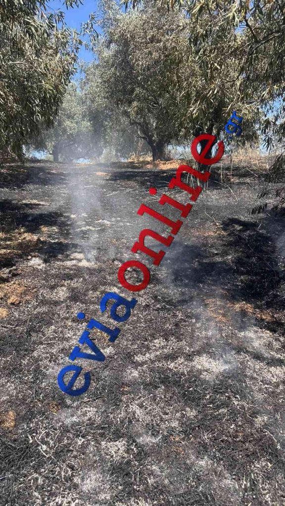 Εύβοια: «Βαρύ» πρόστιμο στον άντρα που συνελήφθη για την πρώτη φωτιά του καλοκαιριού