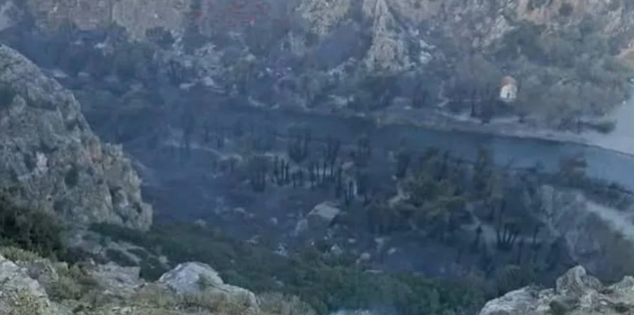 καμένο φοινικόδασος βάι