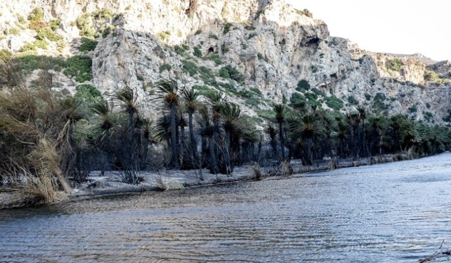 Εικόνες καταστροφής από το Φοινικόδασος της Πρέβελης