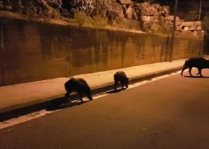 Βαρκελώνη: Θανάτωση των αγριόχοιρων που περιφέρονται σε πάρκα και δρόμους
